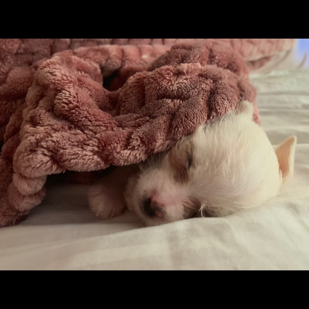 Meet your Posher, Gissel